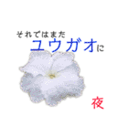 花言葉で日常会話（個別スタンプ：38）
