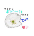 花言葉で日常会話（個別スタンプ：39）