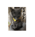 ハルちゃんネコスタンプ（個別スタンプ：3）