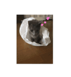 ハルちゃんネコスタンプ（個別スタンプ：6）