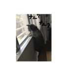 ハルちゃんネコスタンプ（個別スタンプ：9）
