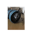 ハルちゃんネコスタンプ（個別スタンプ：10）