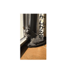 ハルちゃんネコスタンプ（個別スタンプ：13）