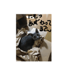 ハルちゃんネコスタンプ（個別スタンプ：15）