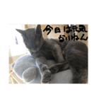 ハルちゃんネコスタンプ（個別スタンプ：21）