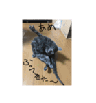 ハルちゃんネコスタンプ（個別スタンプ：24）