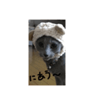 ハルちゃんネコスタンプ（個別スタンプ：25）