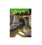ハルちゃんネコスタンプ（個別スタンプ：32）