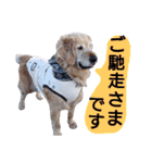 飯島家のふぅちゃん（個別スタンプ：1）