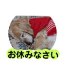 飯島家のふぅちゃん（個別スタンプ：2）
