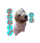 飯島家のふぅちゃん（個別スタンプ：3）