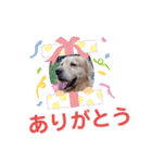 飯島家のふぅちゃん（個別スタンプ：13）