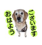 飯島家のふぅちゃん（個別スタンプ：14）