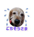 飯島家のふぅちゃん（個別スタンプ：23）