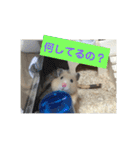 ハムスターのパズ君④（個別スタンプ：2）