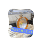 ハムスターのパズ君④（個別スタンプ：5）