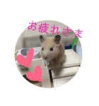 ハムスターのパズ君④（個別スタンプ：8）