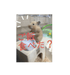 ハムスターのパズ君④（個別スタンプ：9）