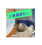 ハムスターのパズ君④（個別スタンプ：11）