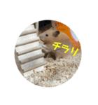 ハムスターのパズ君④（個別スタンプ：13）