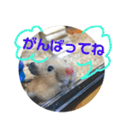 ハムスターのパズ君④（個別スタンプ：17）