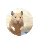 ハムスターのパズ君④（個別スタンプ：21）