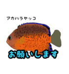 小型ヤッココレクション（個別スタンプ：34）