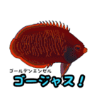小型ヤッココレクション（個別スタンプ：35）