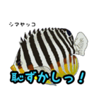 小型ヤッココレクション（個別スタンプ：36）