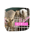 デグー＆ハムスター（個別スタンプ：1）