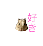 デグー＆ハムスター（個別スタンプ：9）