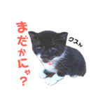 わたさんちの、わちゃわちゃ日常スタンプ（個別スタンプ：7）
