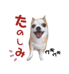 わたさんちの、わちゃわちゃ日常スタンプ（個別スタンプ：15）