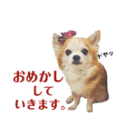 わたさんちの、わちゃわちゃ日常スタンプ（個別スタンプ：16）