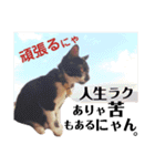 わたさんちの、わちゃわちゃ日常スタンプ（個別スタンプ：40）