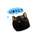 鈴と太郎とさくら（個別スタンプ：1）