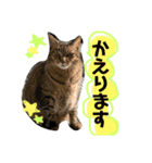 鈴と太郎とさくら（個別スタンプ：9）