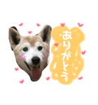鈴と太郎とさくら（個別スタンプ：12）