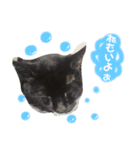 鈴と太郎とさくら（個別スタンプ：14）