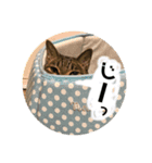 鈴と太郎とさくら（個別スタンプ：15）