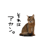 人生そんにゃもん。（個別スタンプ：1）