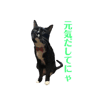 保護猫おはぎbyオハナビーズ（個別スタンプ：1）