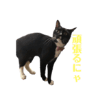 保護猫おはぎbyオハナビーズ（個別スタンプ：2）