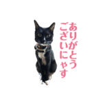 保護猫おはぎbyオハナビーズ（個別スタンプ：3）