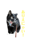 保護猫おはぎbyオハナビーズ（個別スタンプ：4）