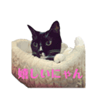 保護猫おはぎbyオハナビーズ（個別スタンプ：6）