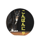 保護猫おはぎbyオハナビーズ（個別スタンプ：7）