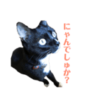 保護猫おはぎbyオハナビーズ（個別スタンプ：8）