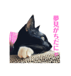 保護猫おはぎbyオハナビーズ（個別スタンプ：9）