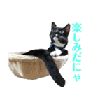 保護猫おはぎbyオハナビーズ（個別スタンプ：10）